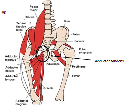 adductor tendons